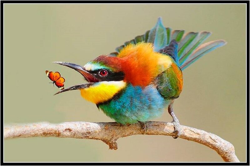 Colorful Bird Catching Butterfly