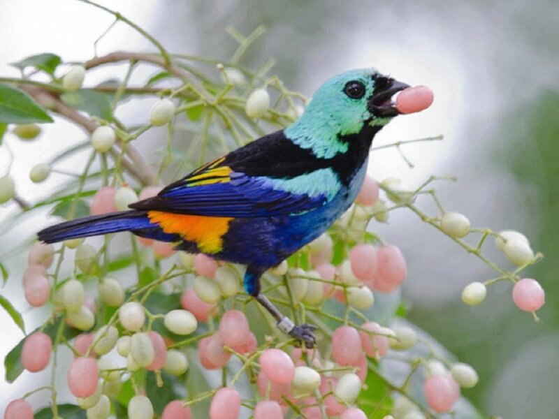 Colorful Bird Eating Fruit