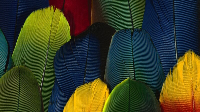 Colorful Bird Feathers — Blue