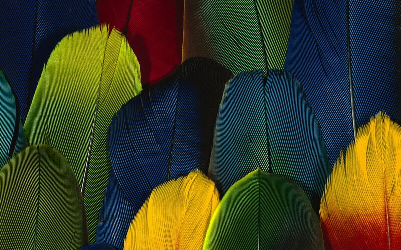 Colorful Bird Feathers — Blue, Vibrant