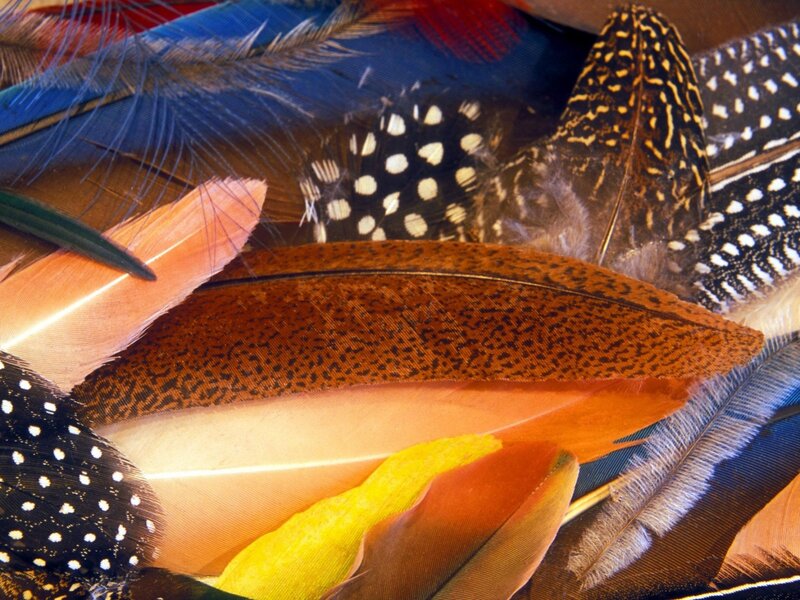 Colorful Bird Feathers — Brown