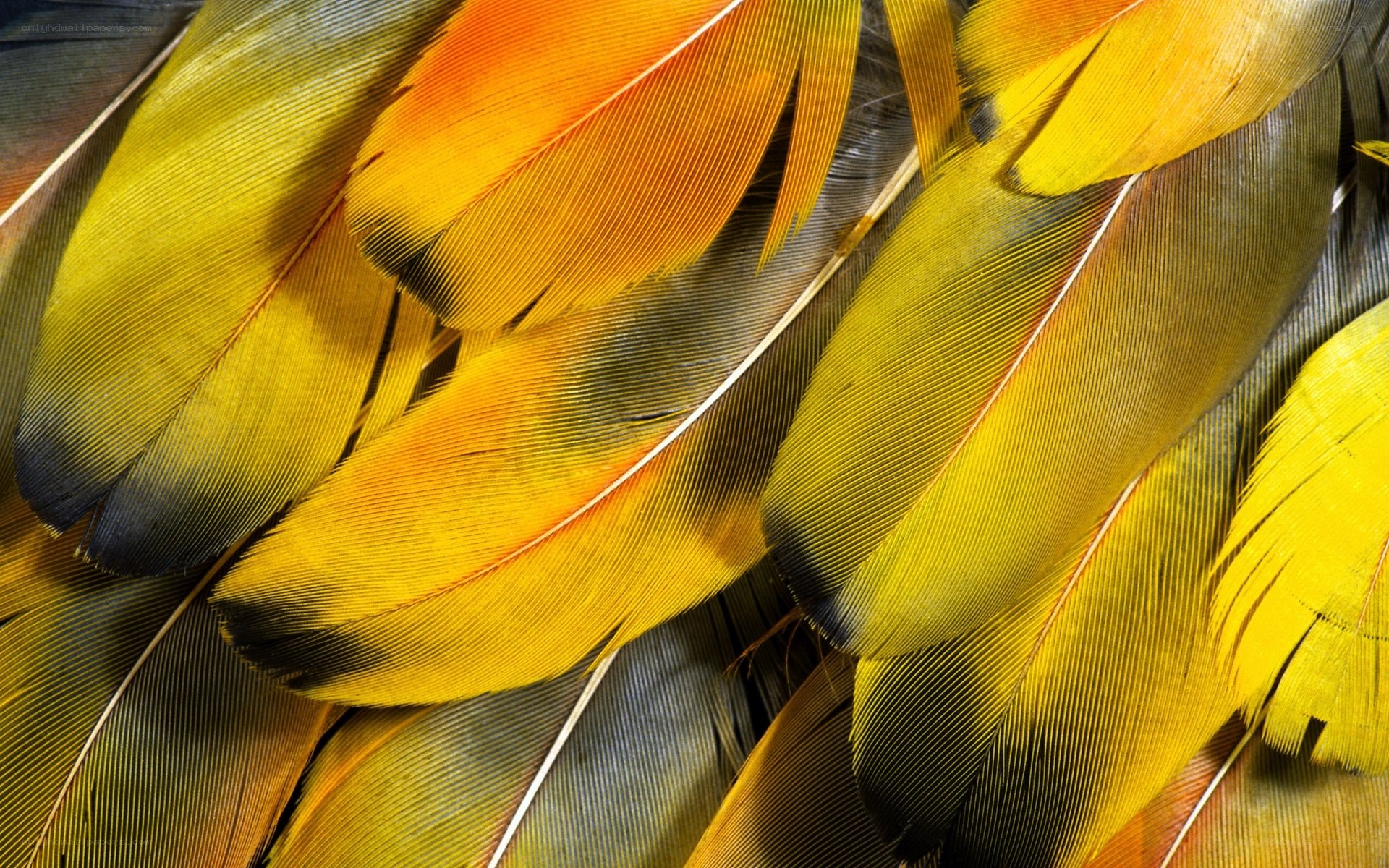 Colorful bird feathers close-up