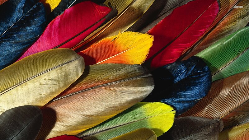 Colorful Bird Feathers — Yellow