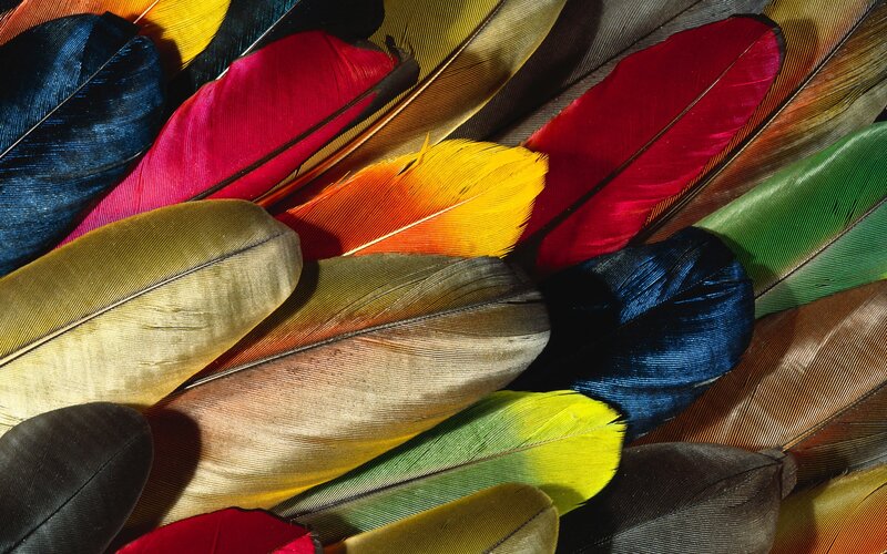 Colorful Bird Feathers — Yellow, Vibrant
