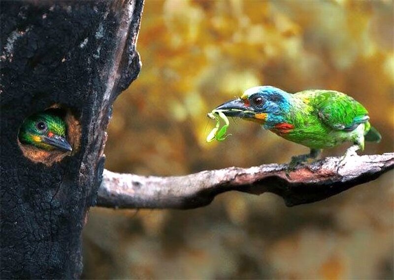 Colorful Bird Feeding Chick