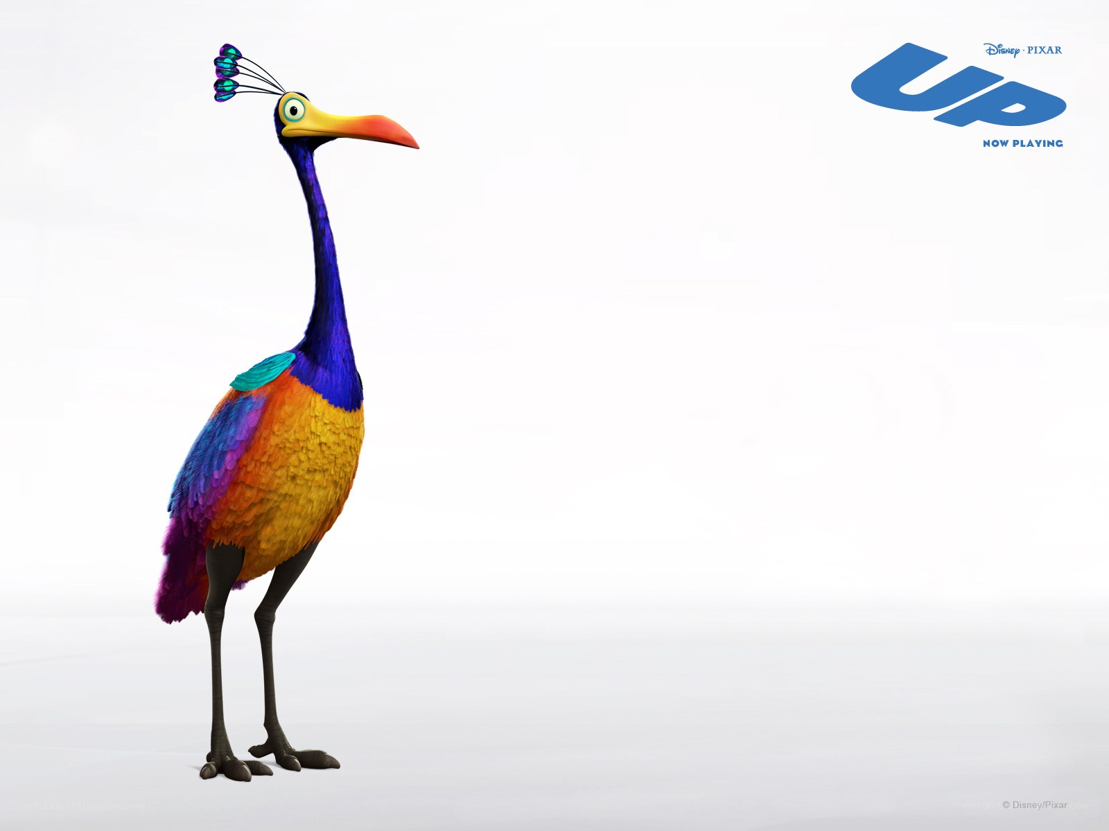 Colorful bird from Up