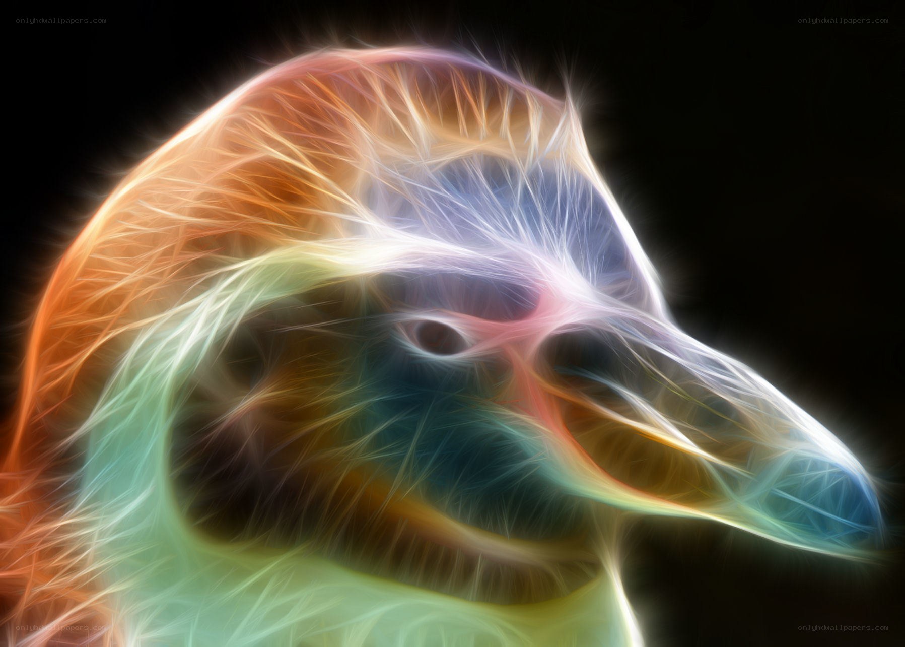 Colorful bird head art