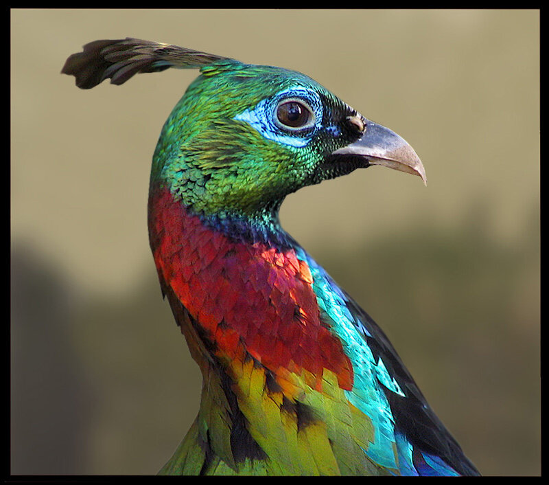Colorful Bird Head