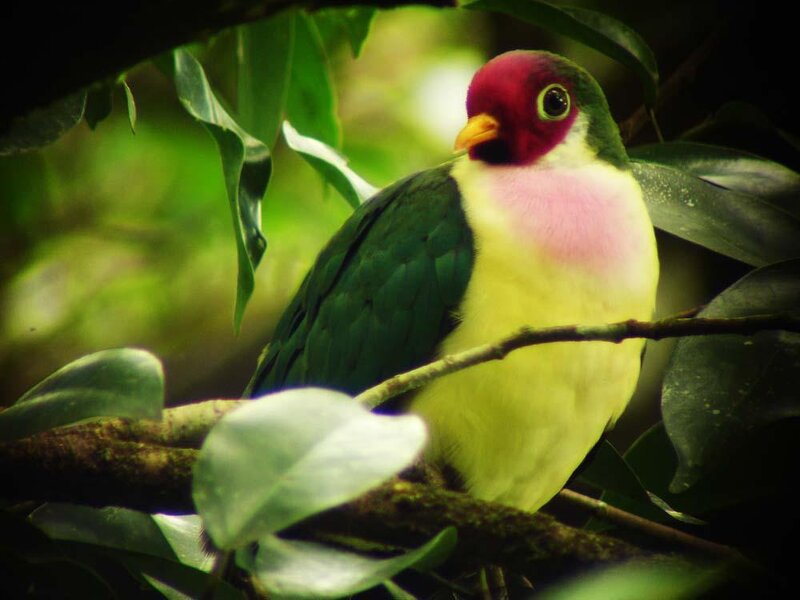 colorful bird in a tree