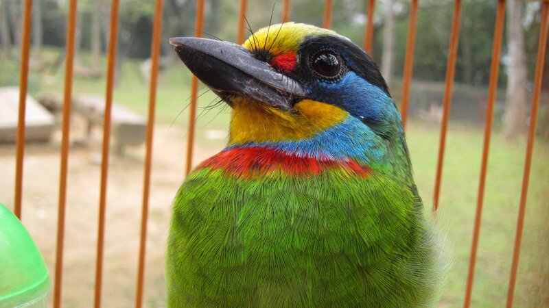 Colorful Bird in Cage