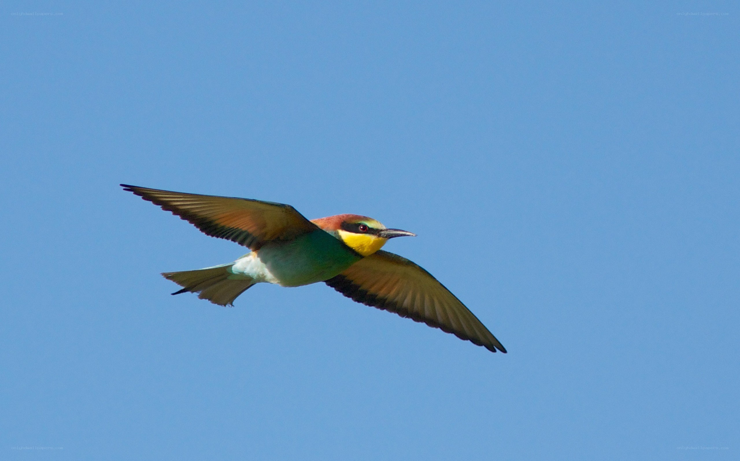 colorful bird in flight