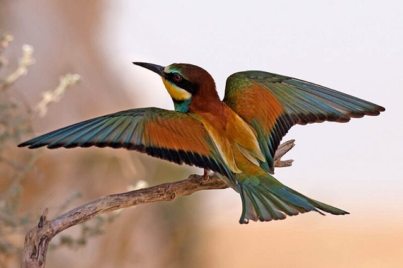 colorful bird in flight