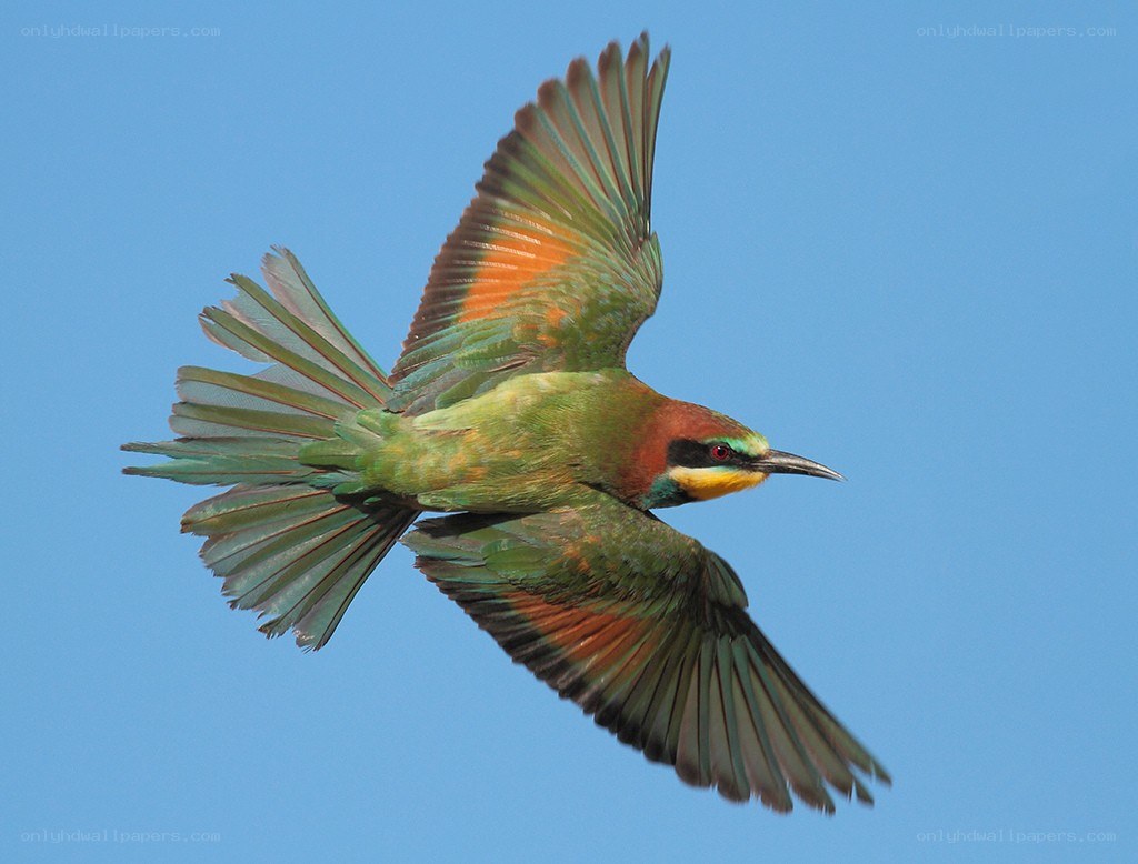 colorful bird in flight