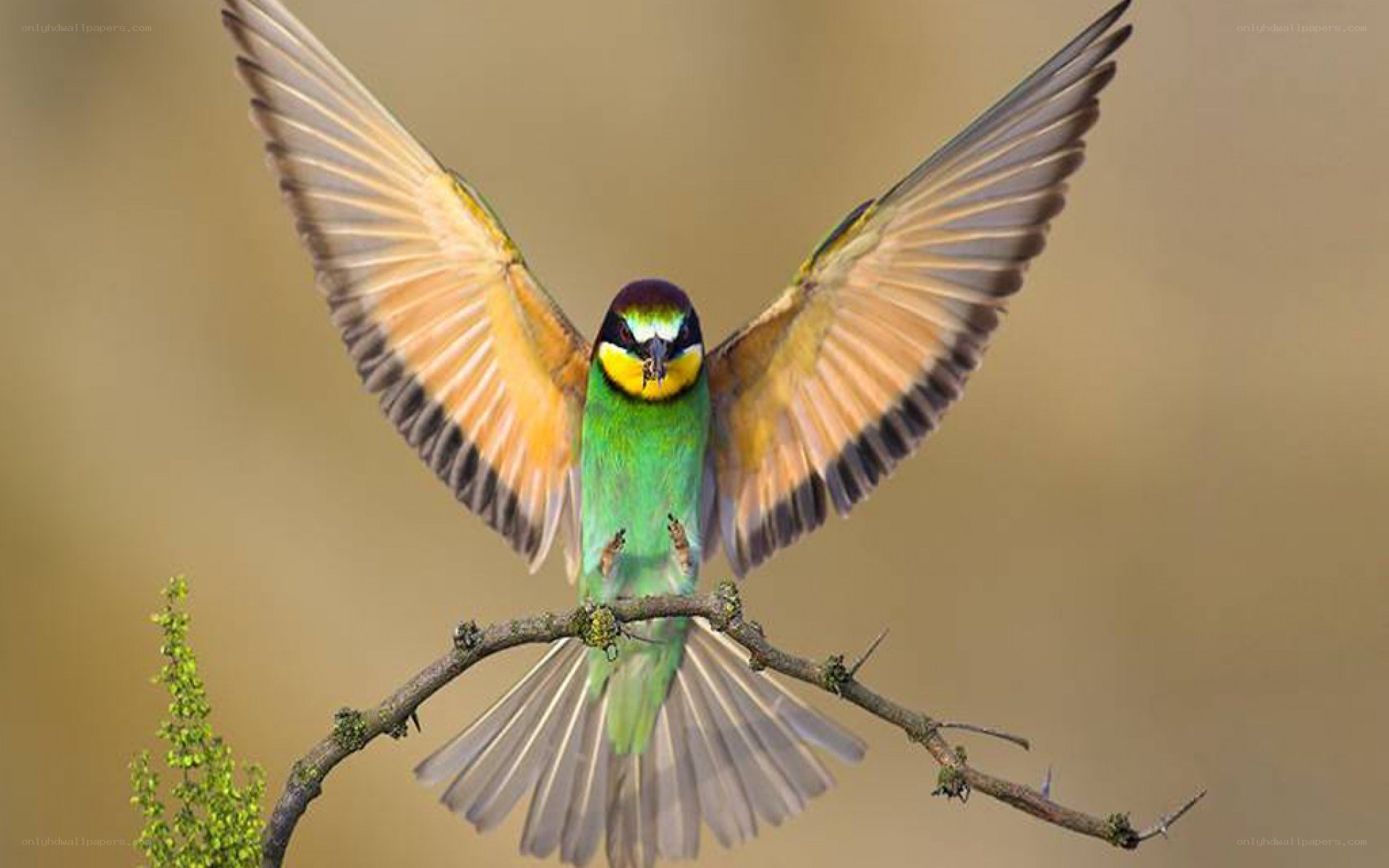 colorful bird in flight