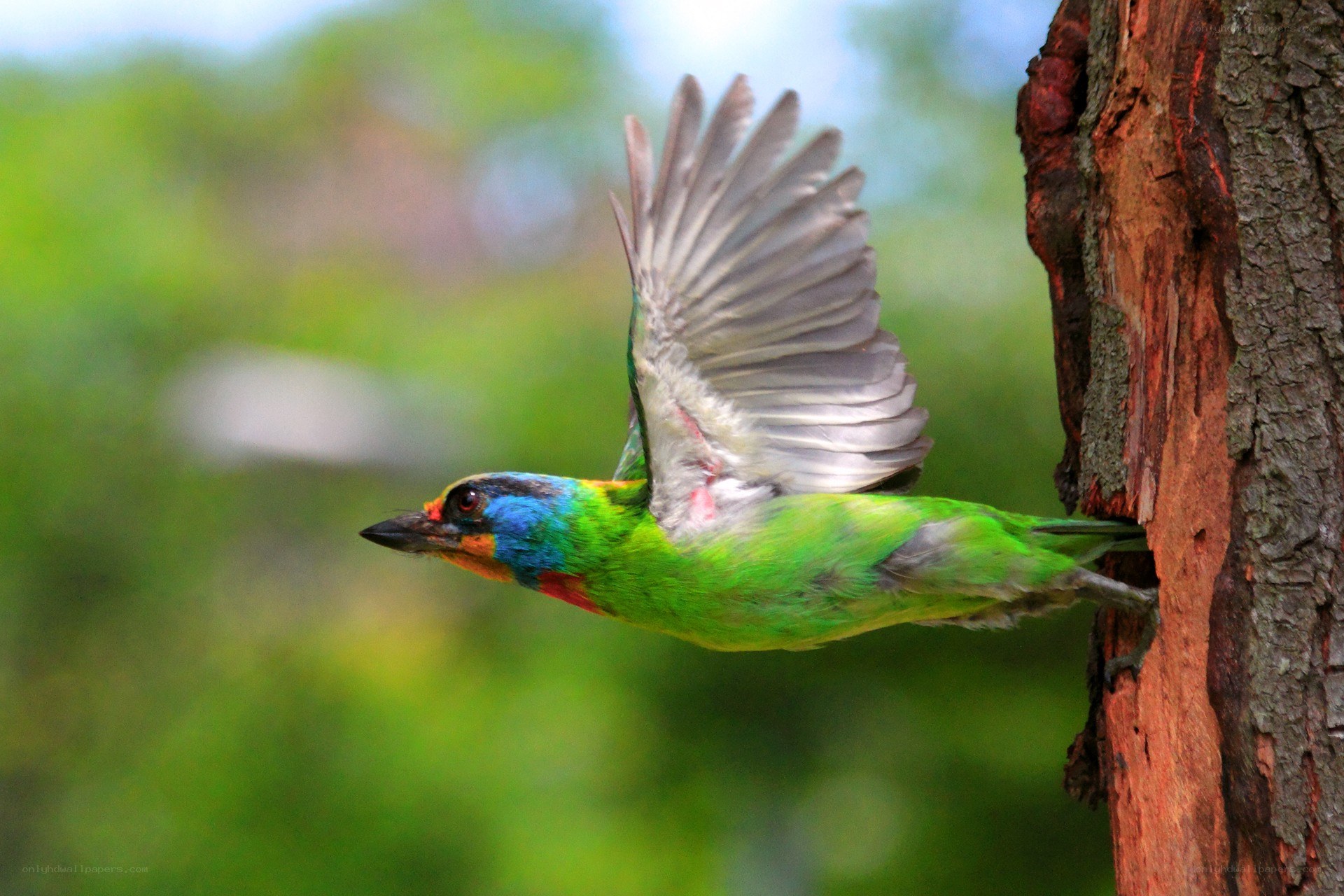 colorful bird in flight