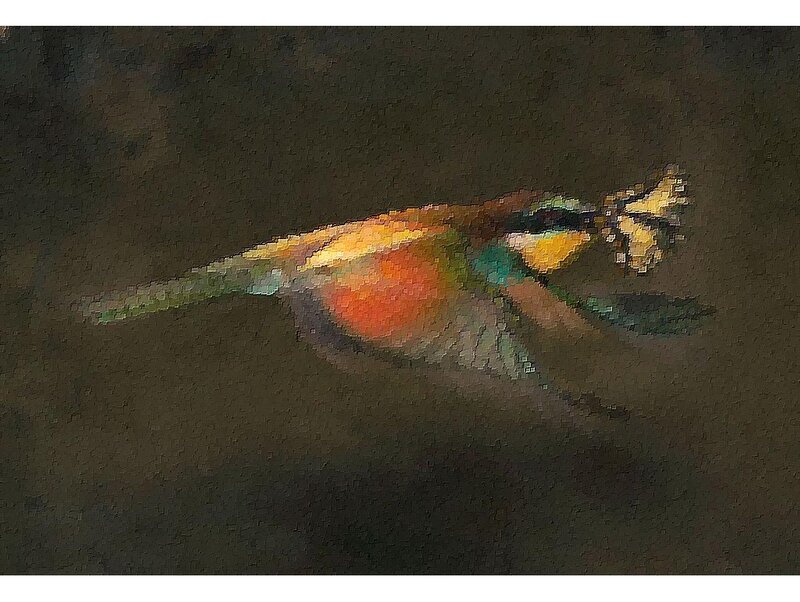 Colorful Bird in Flight — Brown
