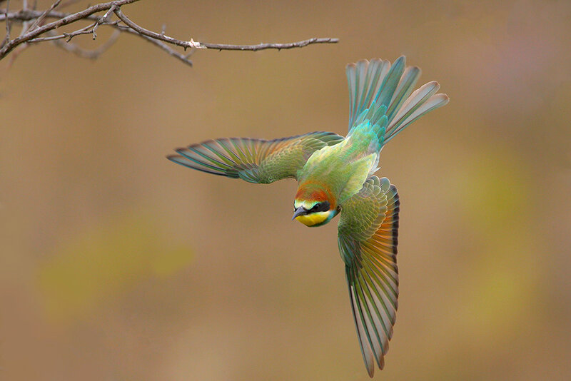 Colorful Bird in Flight — Green, Dynamic