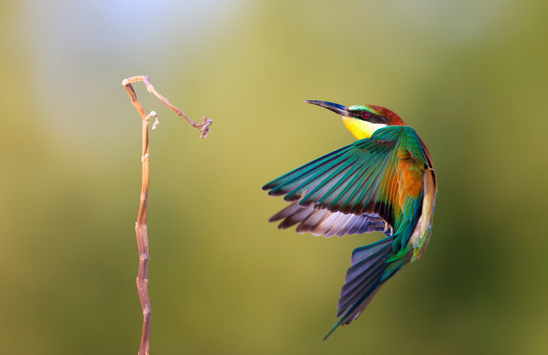 Colorful Bird in Flight — Green, Serene