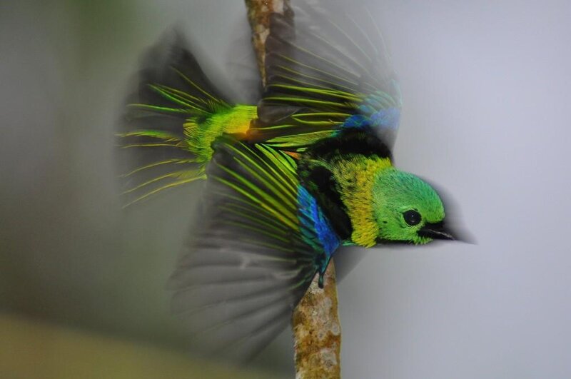 Colorful Bird in Flight — Green