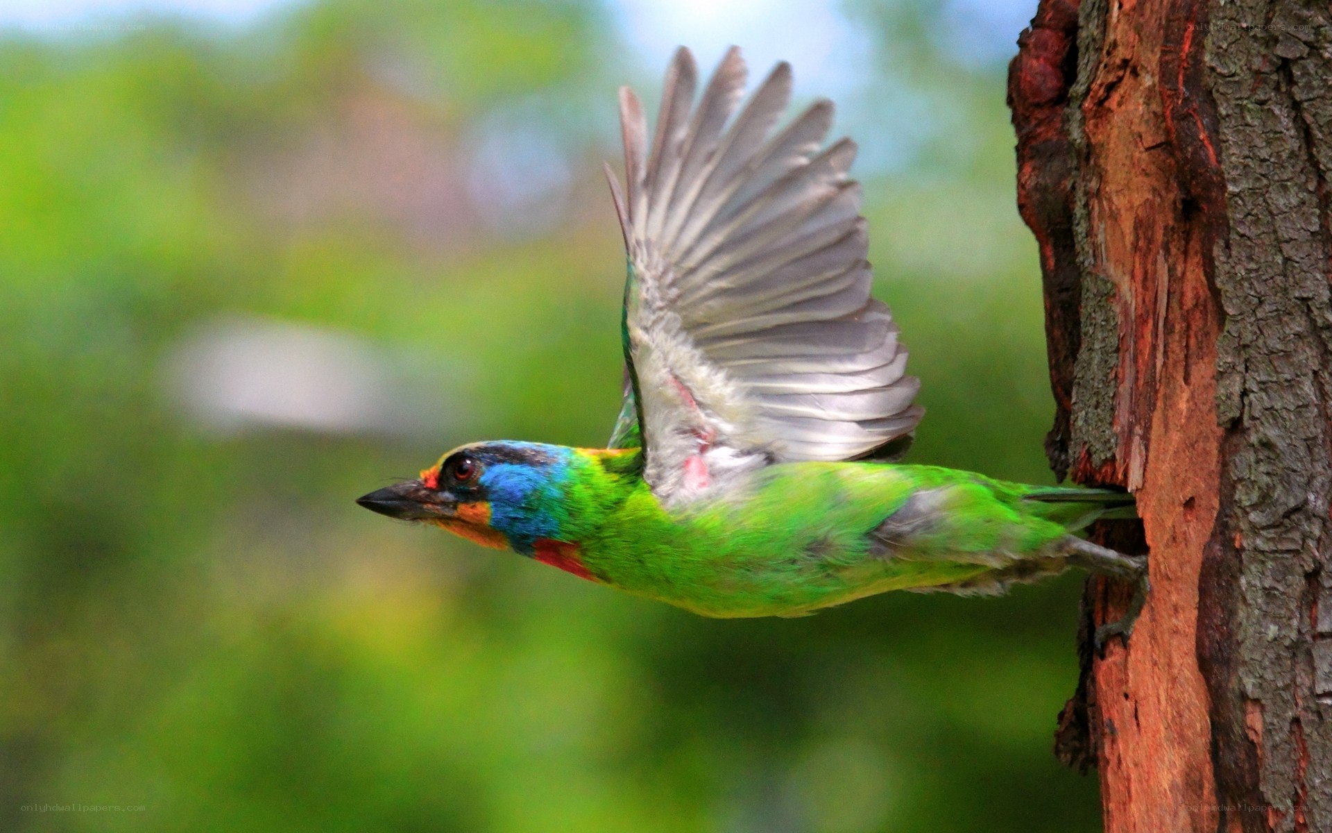 colorful bird in flight