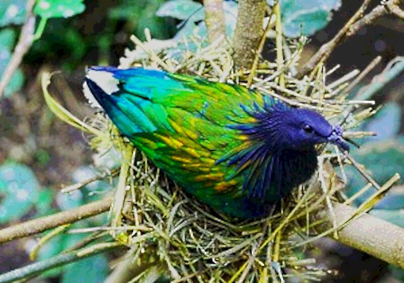 Colorful Bird in Nest