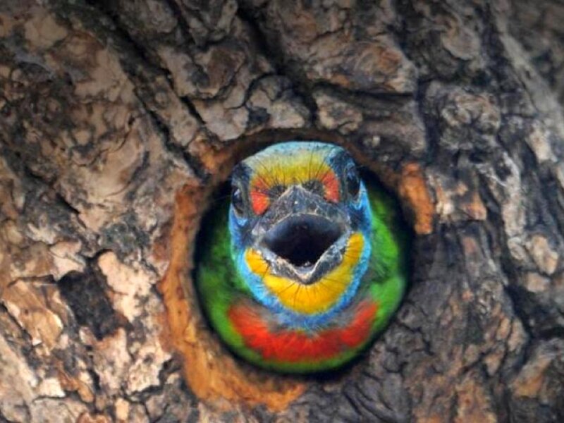Colorful Bird in Tree Hole