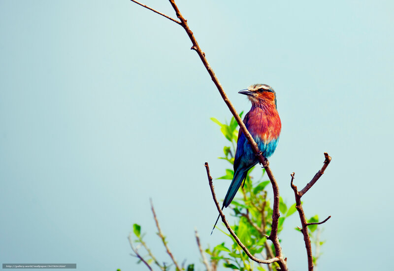 colorful bird on a branch