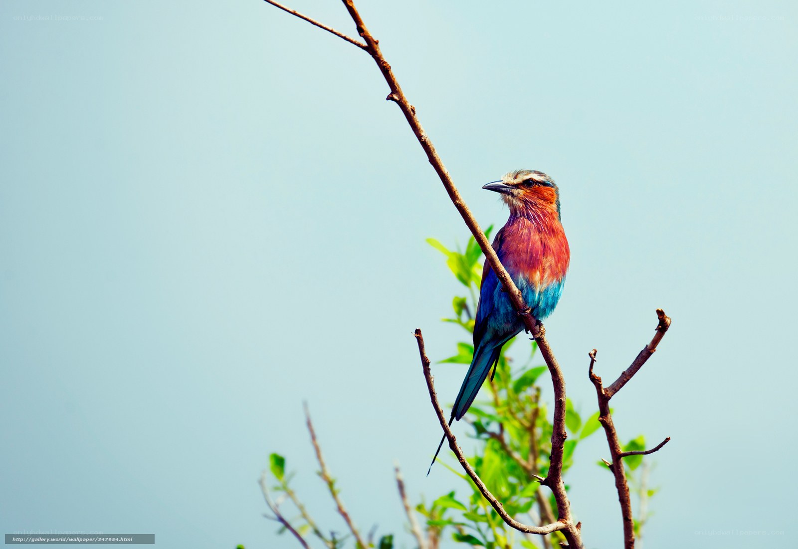 colorful bird on a branch