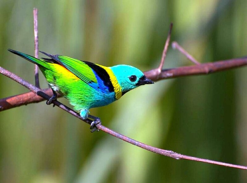 colorful bird on a branch