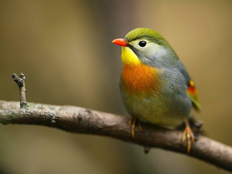 colorful bird on a branch