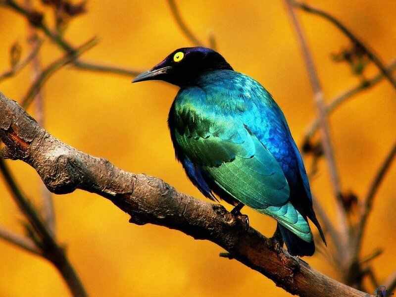 colorful bird on a branch