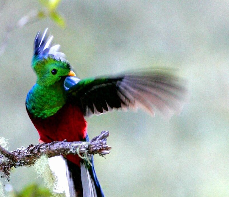 Colorful bird on a branch