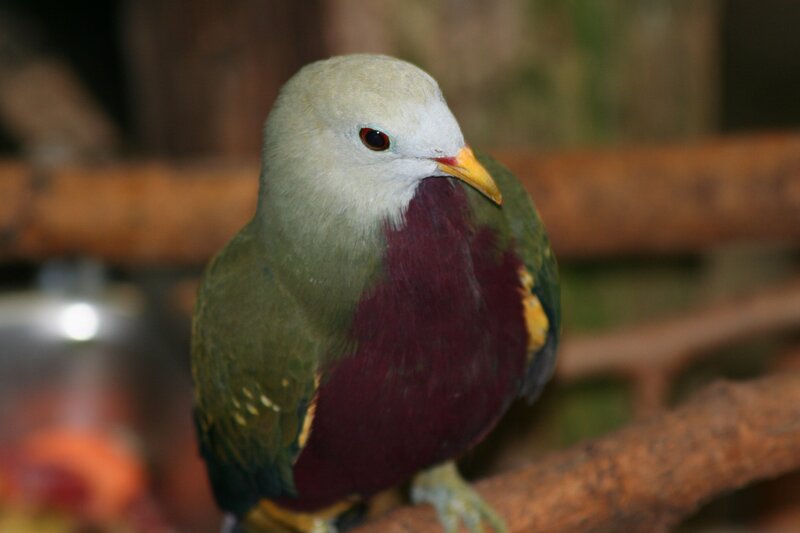 colorful bird on a branch