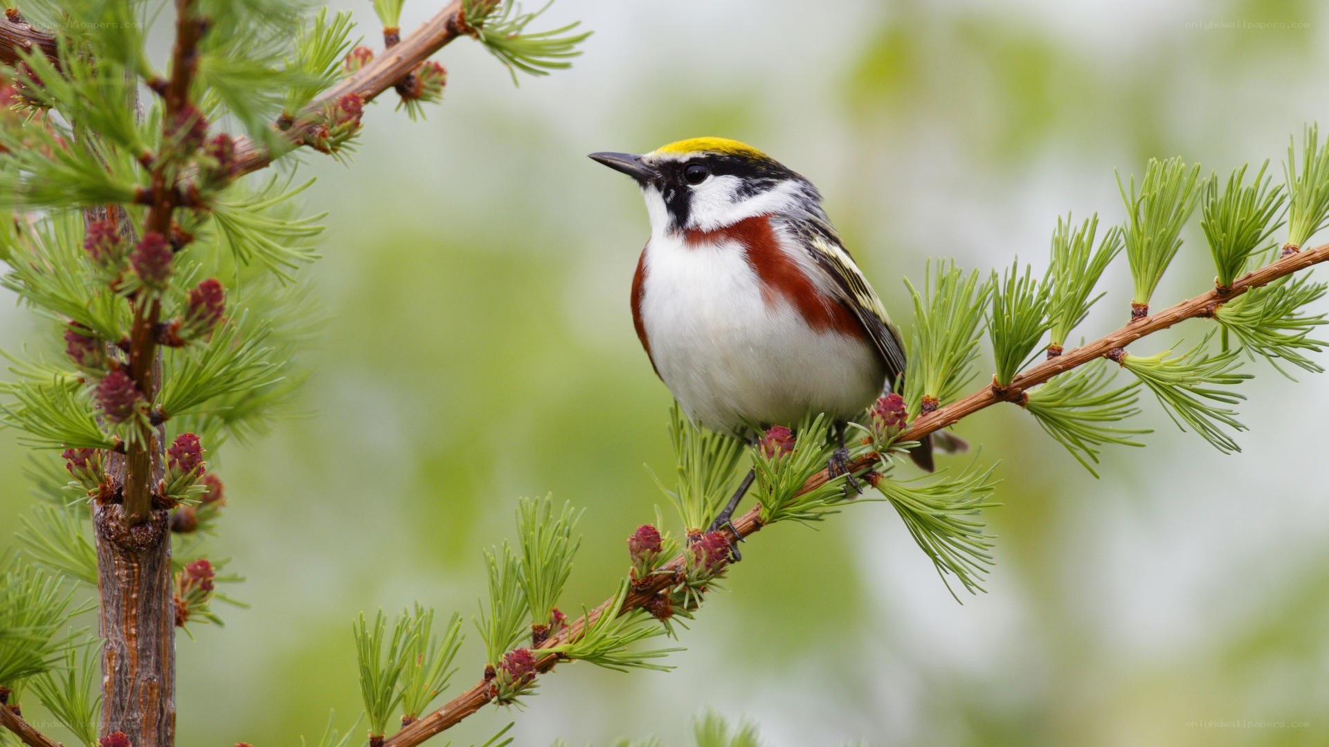 colorful bird on a branch