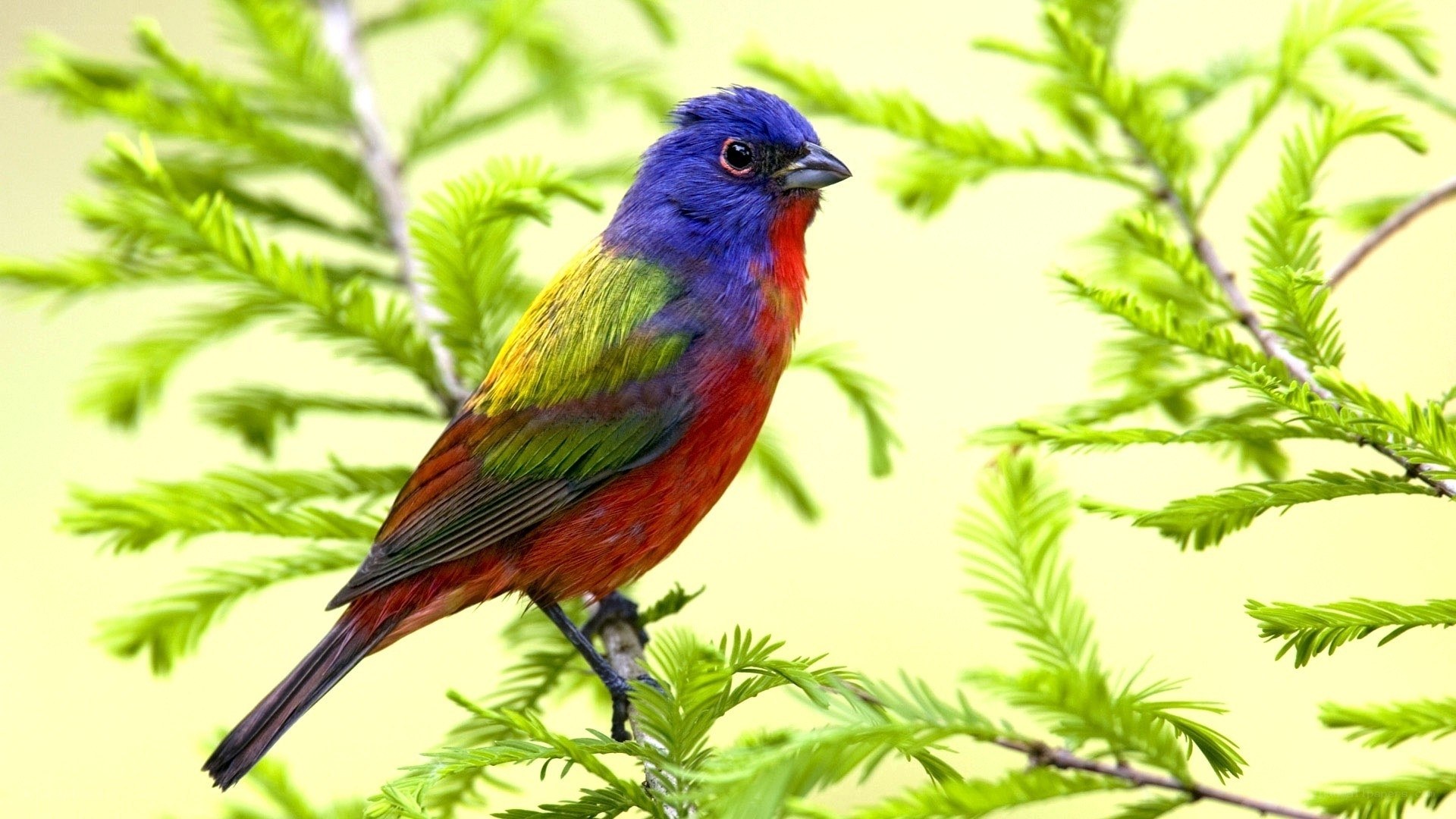 colorful bird on a branch