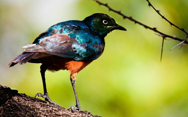 colorful bird on a branch