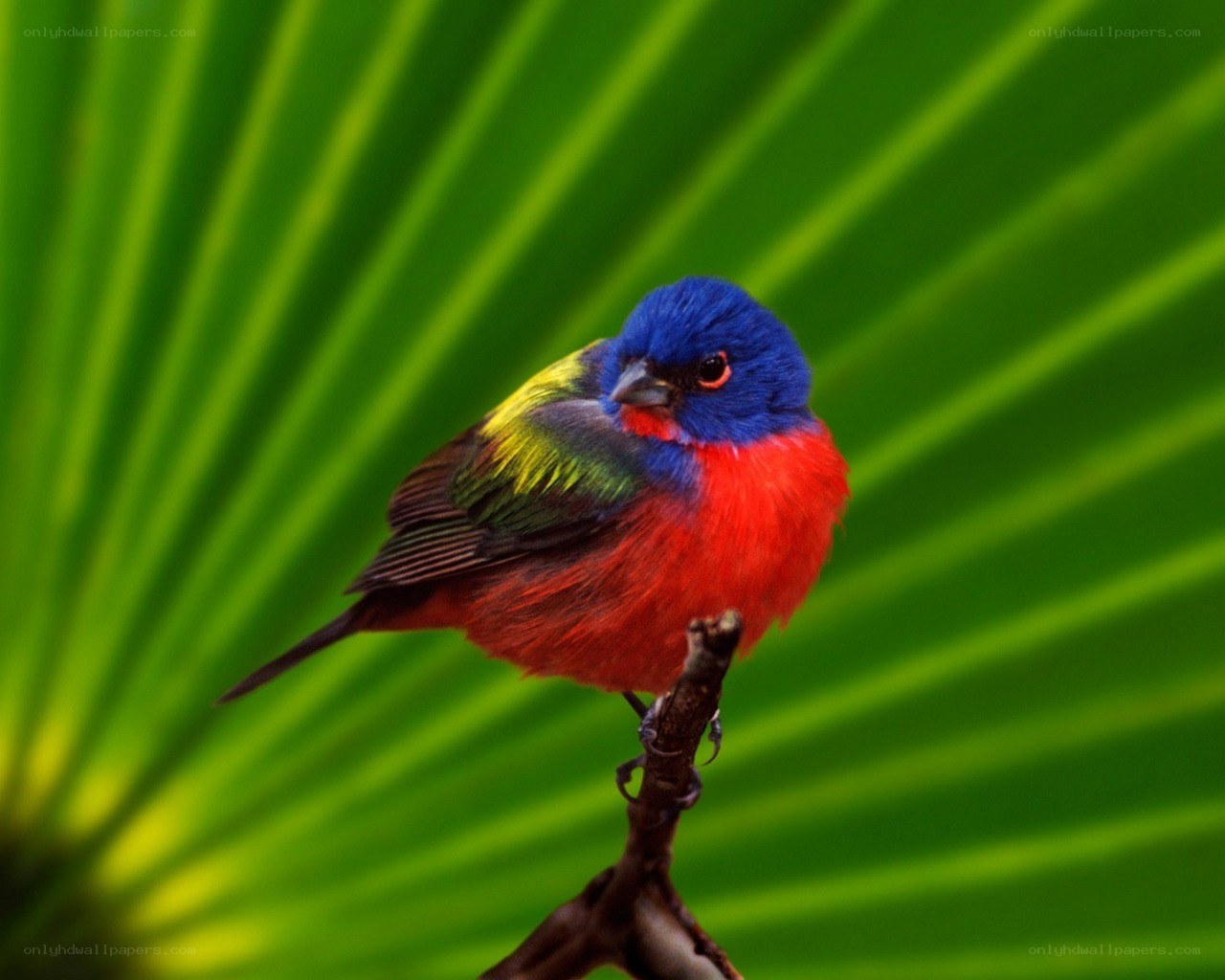 colorful bird on a branch