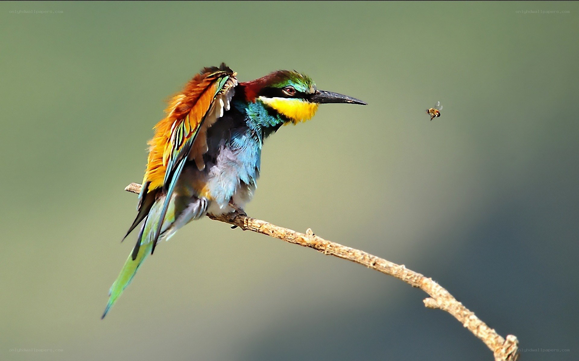 colorful bird on a branch