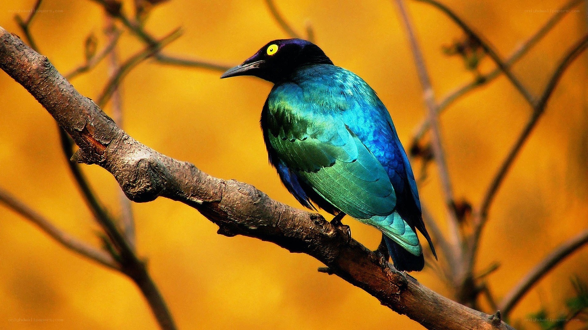 colorful bird on a branch