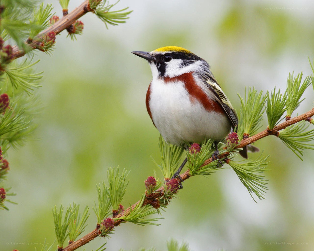 colorful bird on a branch