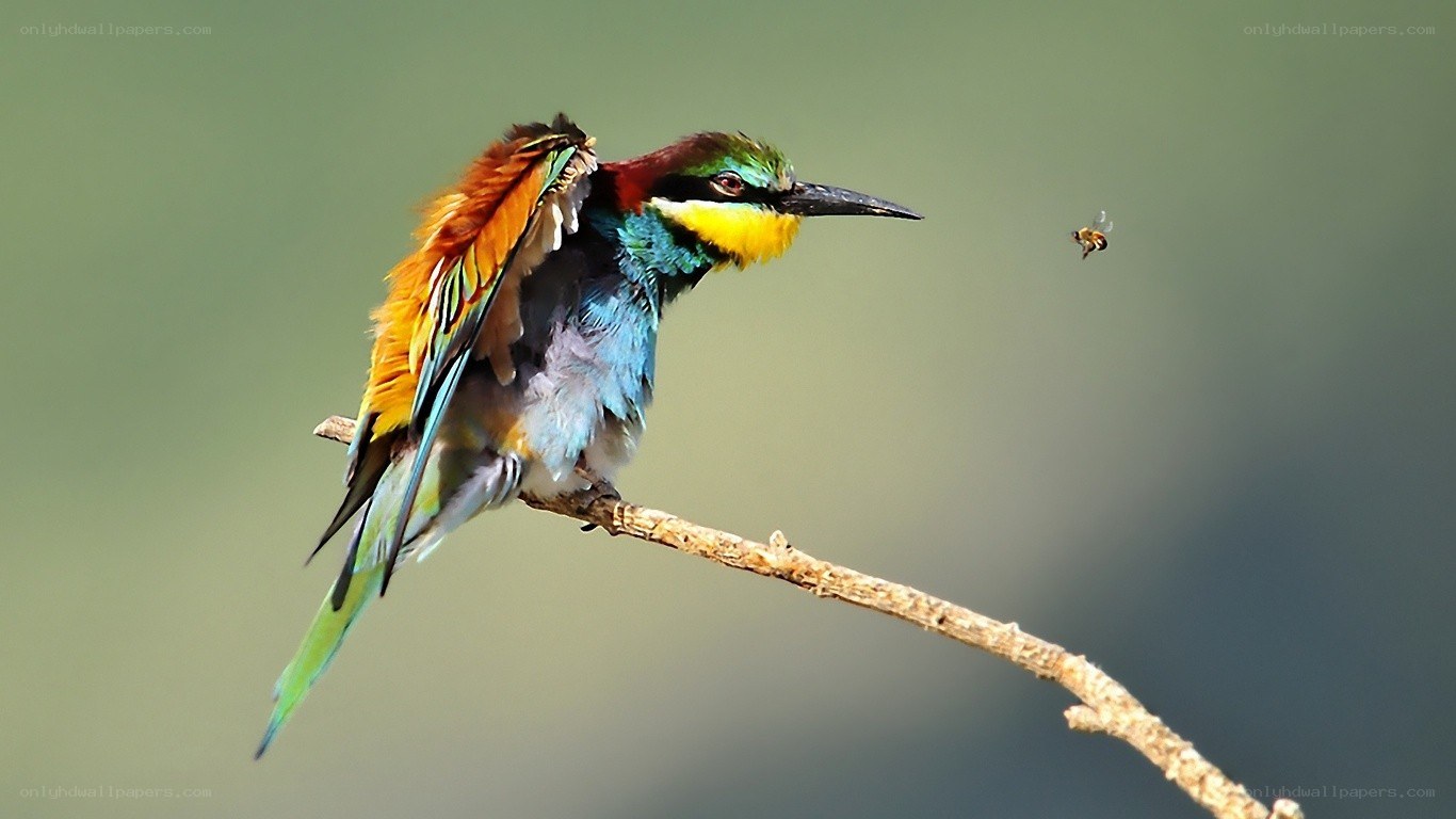 colorful bird on a branch