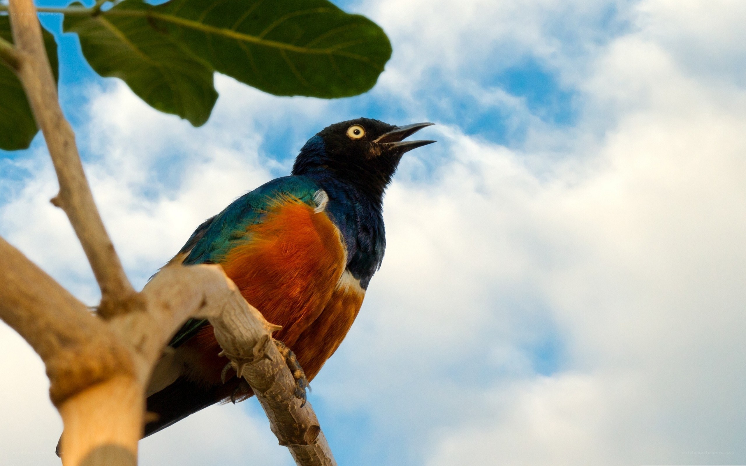 colorful bird on a branch