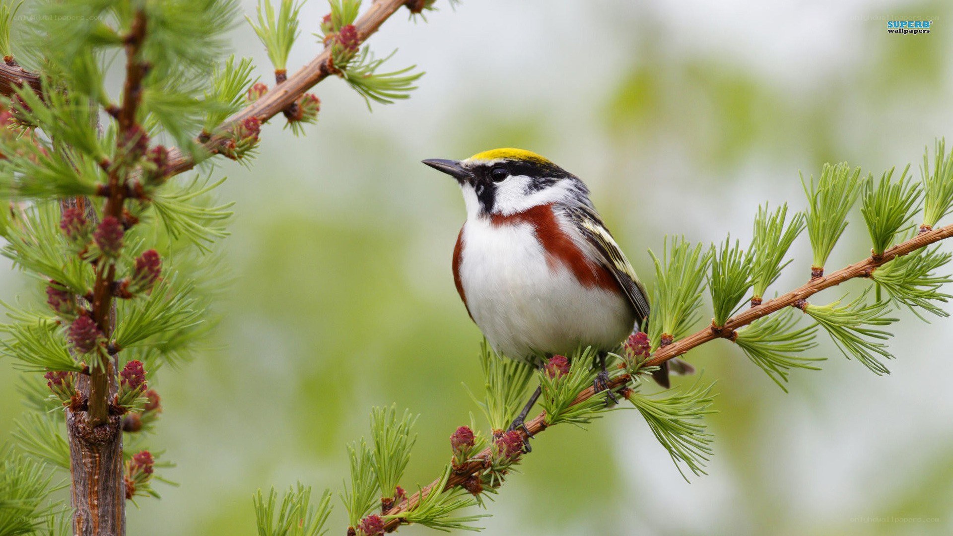 colorful bird on a branch