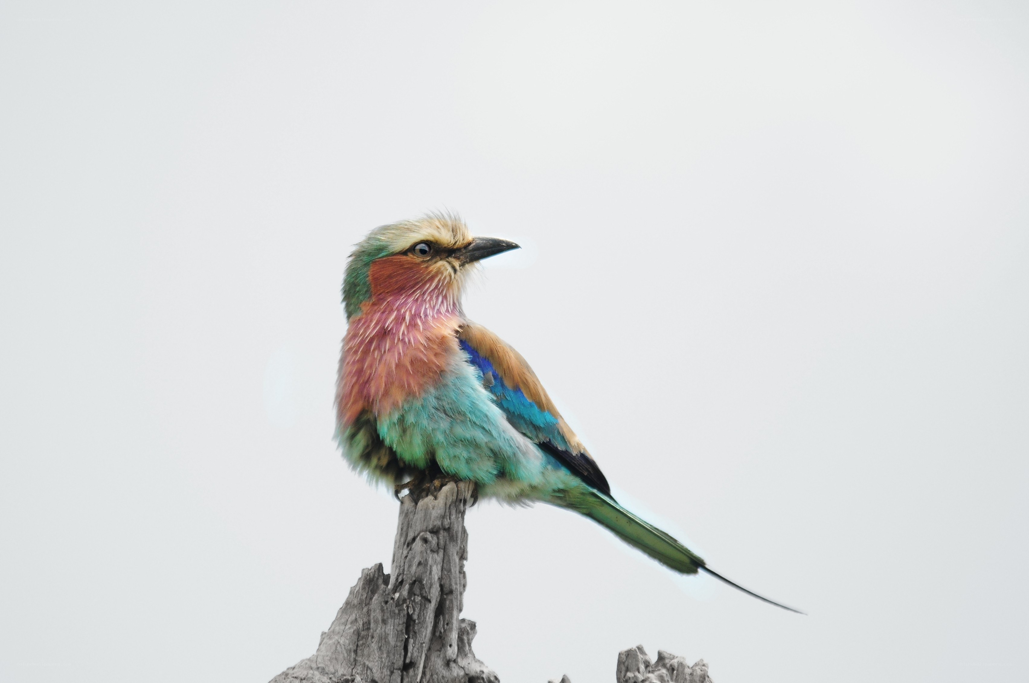 colorful bird on a branch