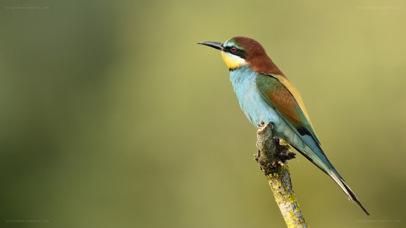 colorful bird on a branch