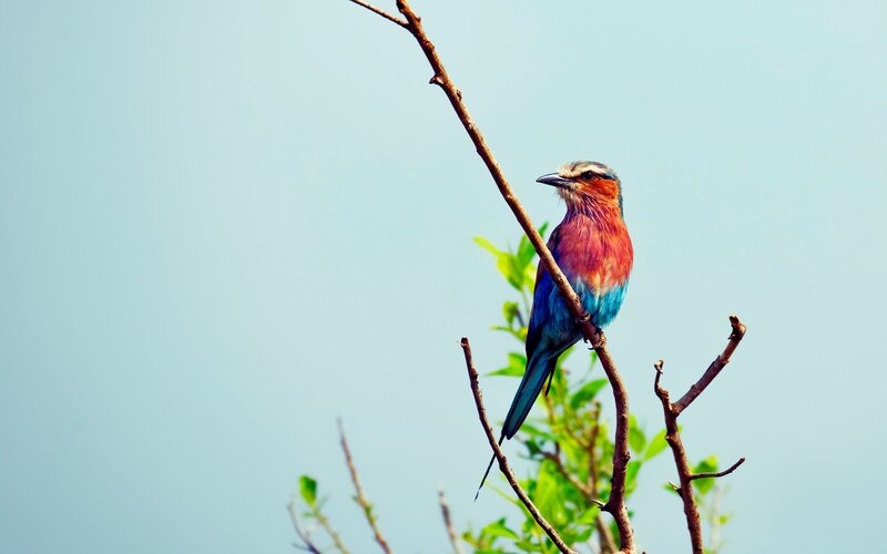 colorful bird on a branch