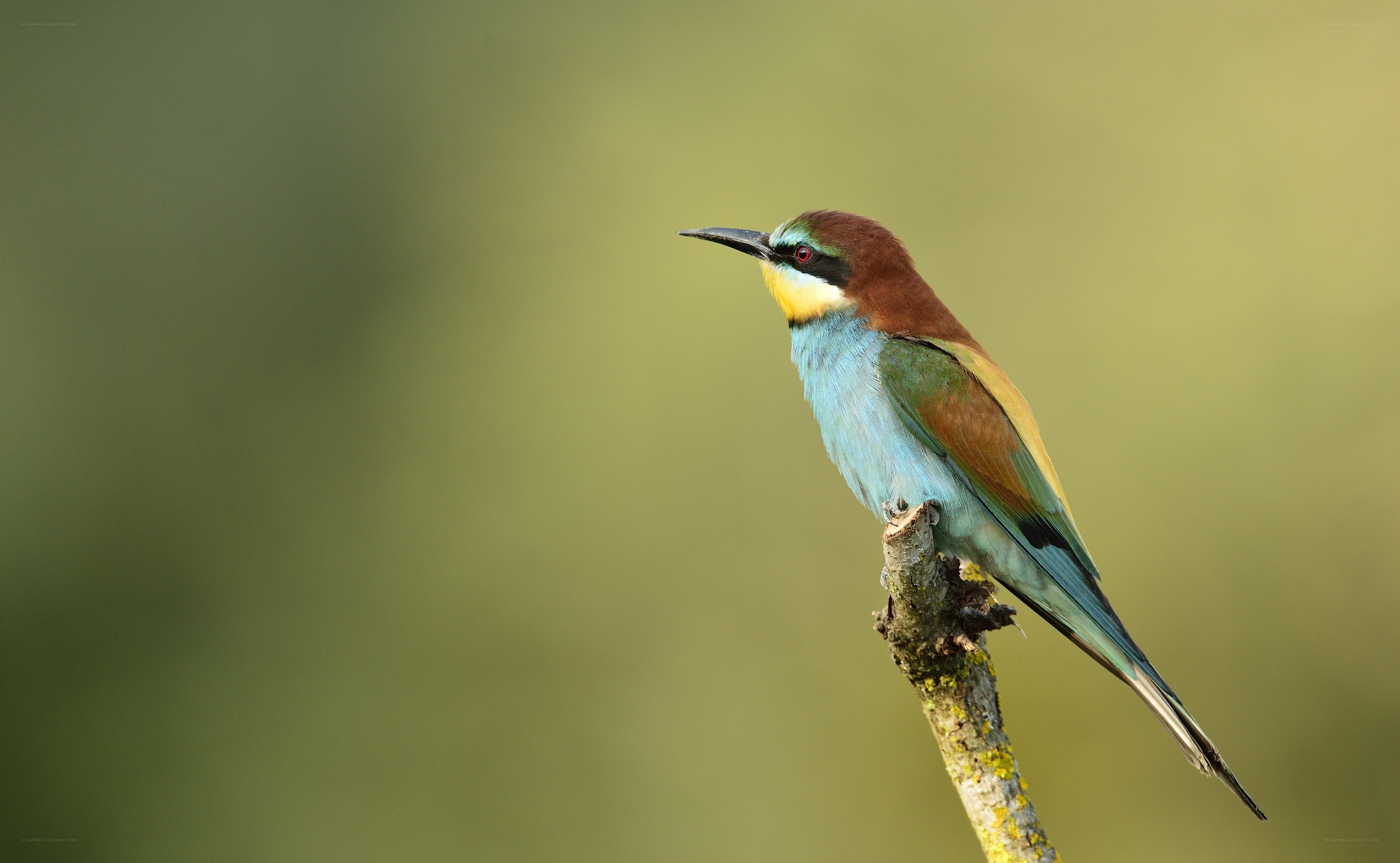 colorful bird on a branch