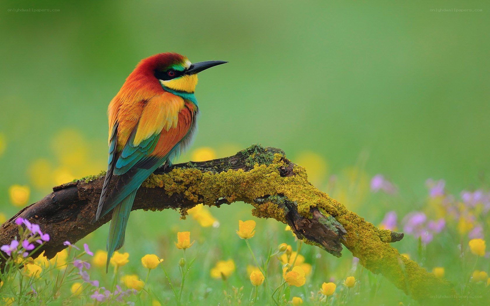 colorful bird on a branch