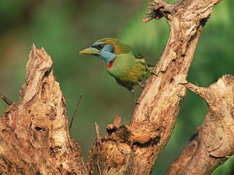 colorful bird on a branch