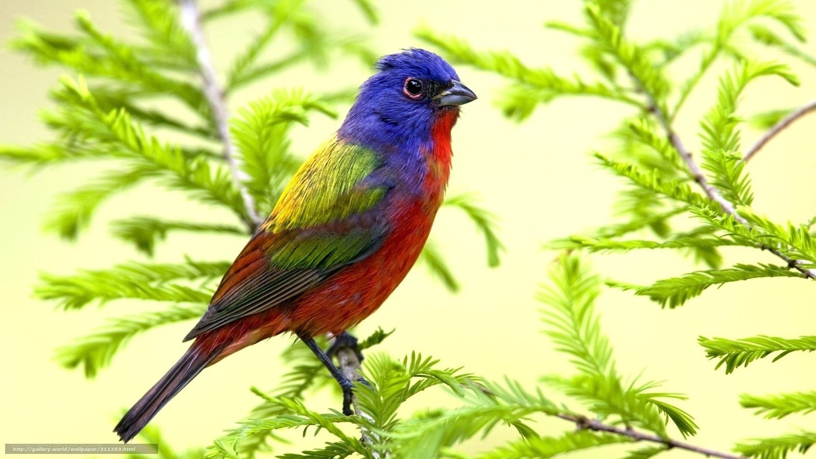 colorful bird on a branch